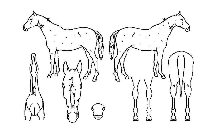 Ȧ¸®ÇöóÀ×ÀÇ Ãø¸é,¿ì¸é,µÞ¸é,µÎ»ó,´Ù¸®ÀÇ Æ¯Â¡µµÇØ