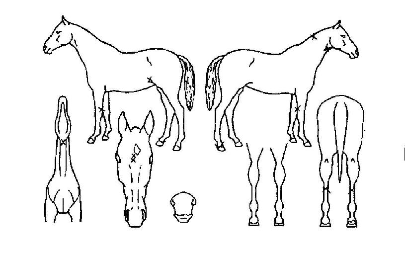 ��¹߸��� ����,���,�޸�,�λ�,�ٸ��� Ư¡����