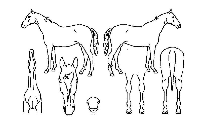 ¶ó¿Âµ¹Ã¼ÀÇ Ãø¸é,¿ì¸é,µÞ¸é,µÎ»ó,´Ù¸®ÀÇ Æ¯Â¡µµÇØ