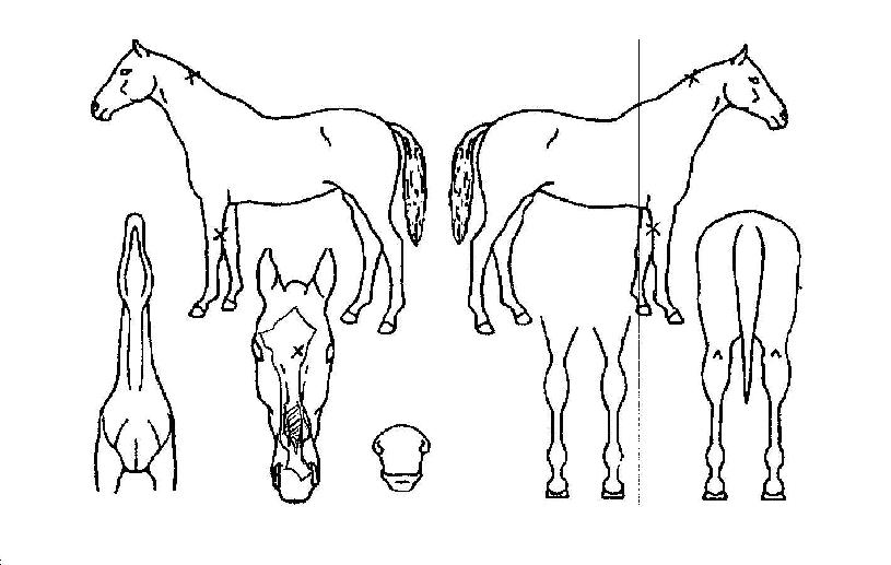 ¶ó¿Âº¸½ºÀÇ Ãø¸é,¿ì¸é,µÞ¸é,µÎ»ó,´Ù¸®ÀÇ Æ¯Â¡µµÇØ