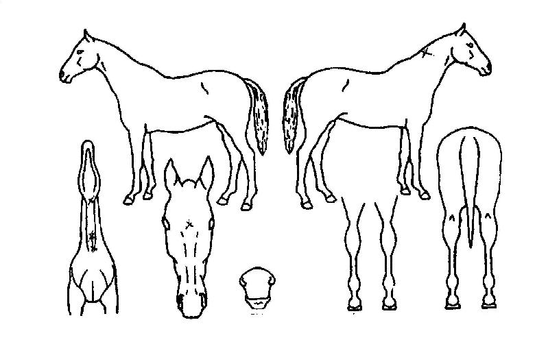 ���������� ����,���,�޸�,�λ�,�ٸ��� Ư¡����