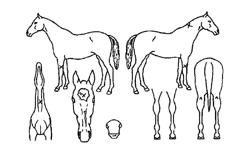 º®¼Ò·ÉÀÚ¸¶ÀÇ Ãø¸é,¿ì¸é,µÞ¸é,µÎ»ó,´Ù¸®ÀÇ Æ¯Â¡µµÇØ