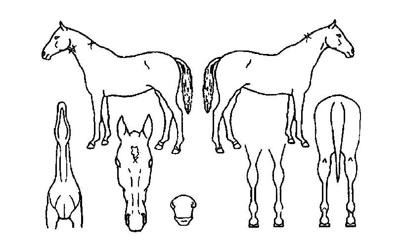 �������ڸ��� ����,���,�޸�,�λ�,�ٸ��� Ư¡����