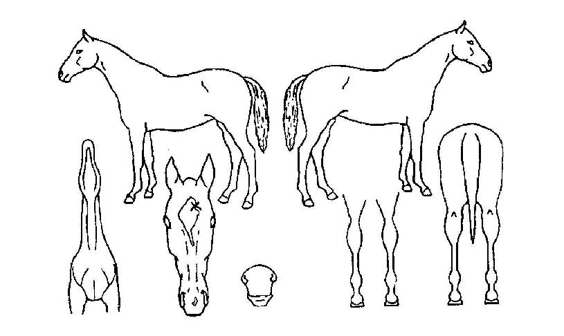 ���̷κ��� ����,���,�޸�,�λ�,�ٸ��� Ư¡����