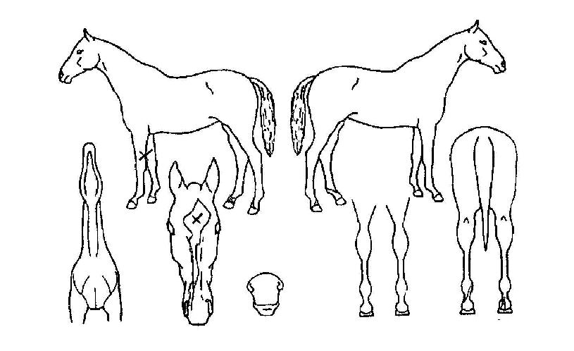 ���ϵ������ ����,���,�޸�,�λ�,�ٸ��� Ư¡����