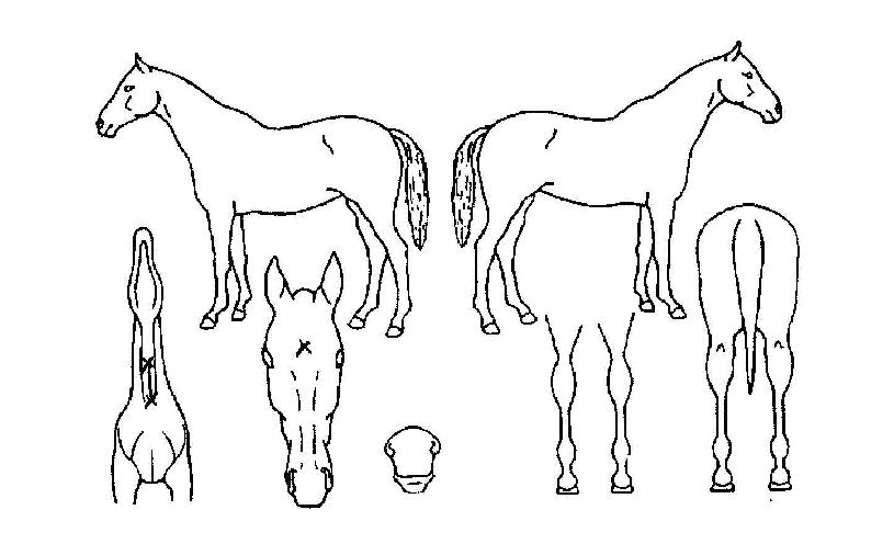 �¸������� ����,���,�޸�,�λ�,�ٸ��� Ư¡����