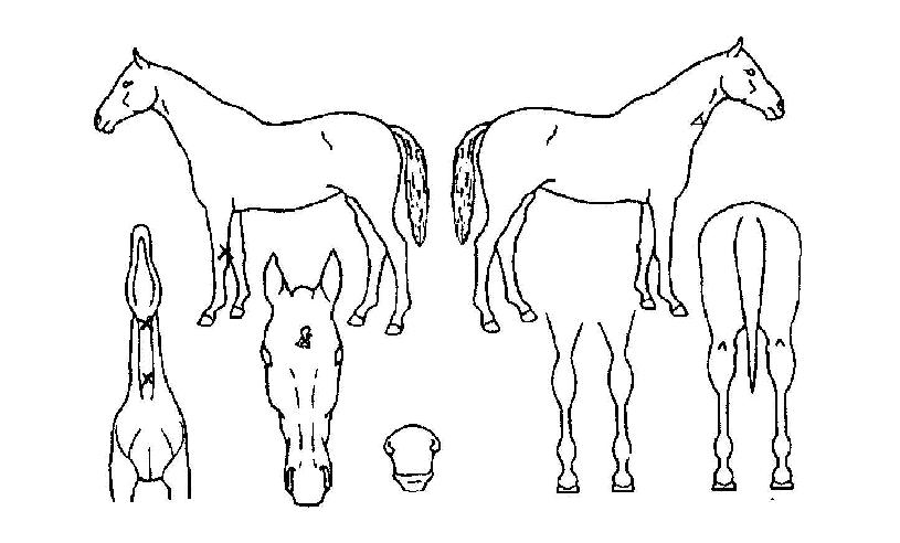 ����Ʈ������ ����,���,�޸�,�λ�,�ٸ��� Ư¡����