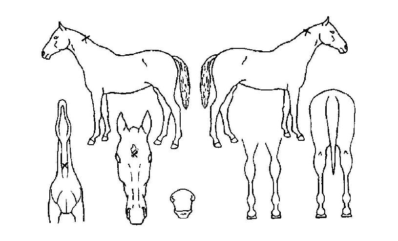 ³ª³ëÁ¦ÆÐÀÇ Ãø¸é,¿ì¸é,µÞ¸é,µÎ»ó,´Ù¸®ÀÇ Æ¯Â¡µµÇØ