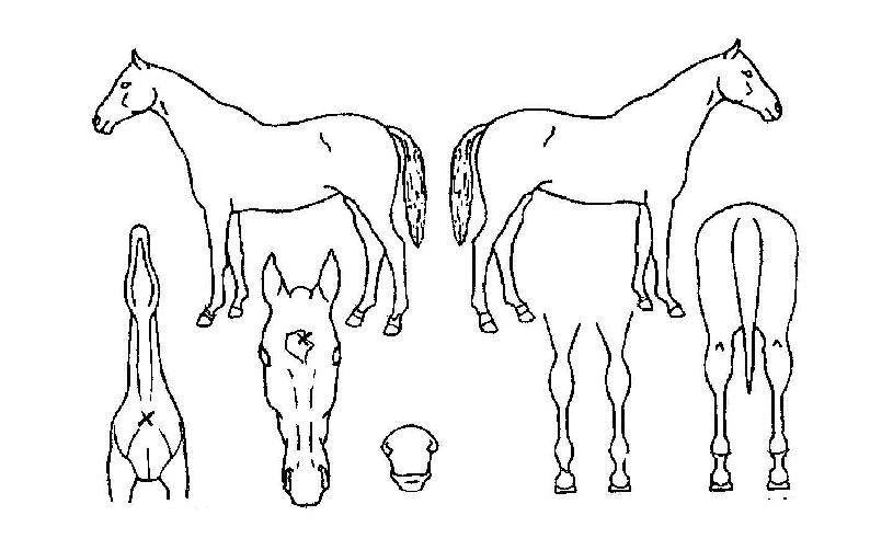 ¿¡À̽º¿ÀÇÂÀÇ Ãø¸é,¿ì¸é,µÞ¸é,µÎ»ó,´Ù¸®ÀÇ Æ¯Â¡µµÇØ