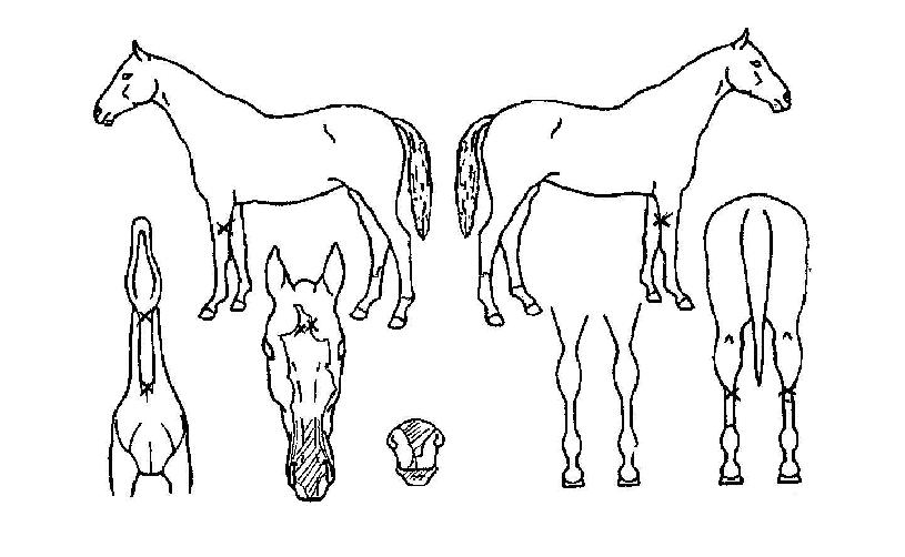 ÇÚ¼¶°¡ÀÌÀÇ Ãø¸é,¿ì¸é,µÞ¸é,µÎ»ó,´Ù¸®ÀÇ Æ¯Â¡µµÇØ