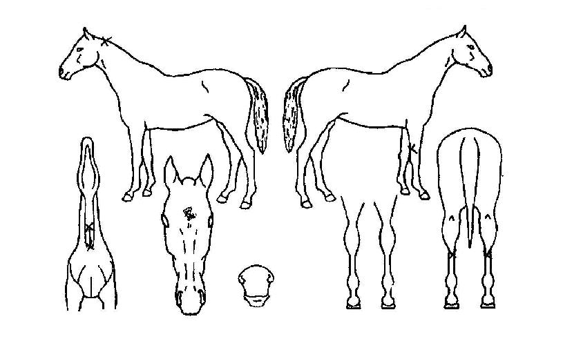 ¾î³ª´õ»þÀÌ´×ÀÇ Ãø¸é,¿ì¸é,µÞ¸é,µÎ»ó,´Ù¸®ÀÇ Æ¯Â¡µµÇØ