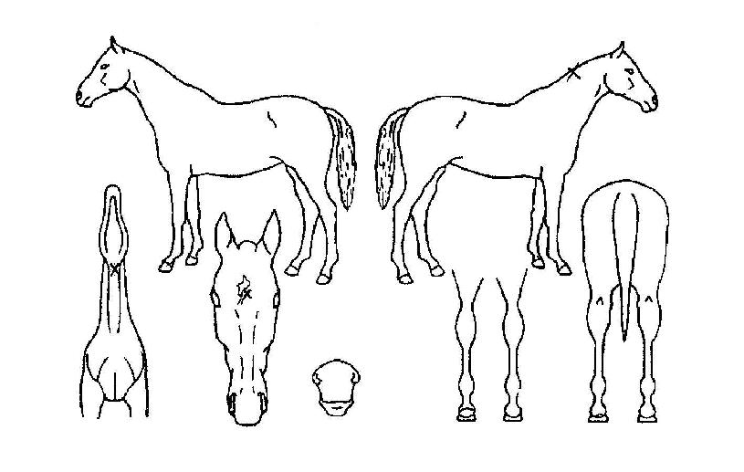 ±¤ÈÀÇ Ãø¸é,¿ì¸é,µÞ¸é,µÎ»ó,´Ù¸®ÀÇ Æ¯Â¡µµÇØ