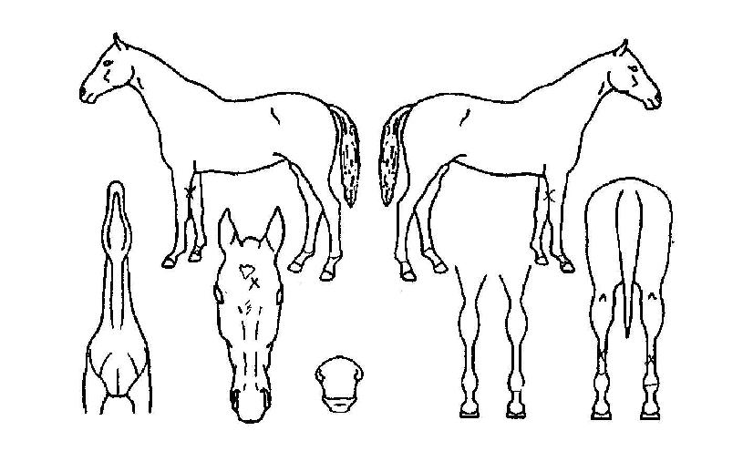 Çã´ÏÄ·ÇÁÀÇ Ãø¸é,¿ì¸é,µÞ¸é,µÎ»ó,´Ù¸®ÀÇ Æ¯Â¡µµÇØ