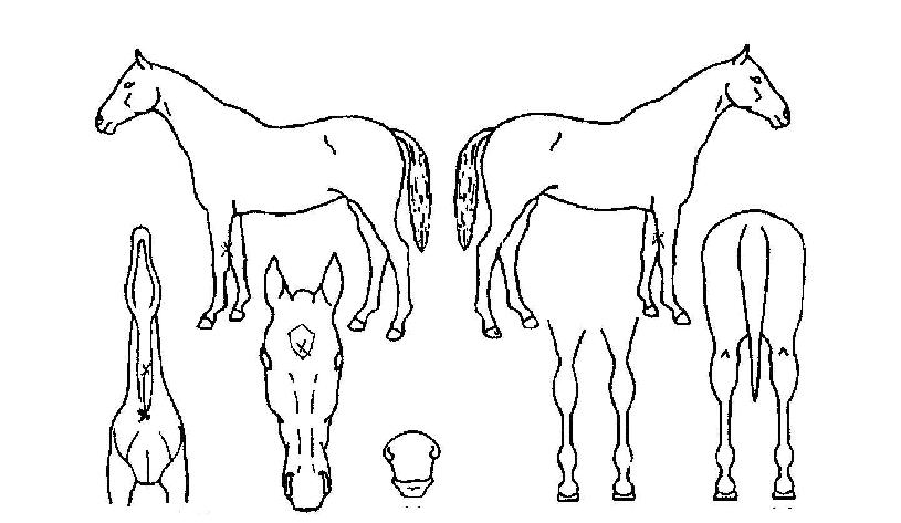 Äý¿ÀºêÄýÀÚ¸¶ÀÇ Ãø¸é,¿ì¸é,µÞ¸é,µÎ»ó,´Ù¸®ÀÇ Æ¯Â¡µµÇØ