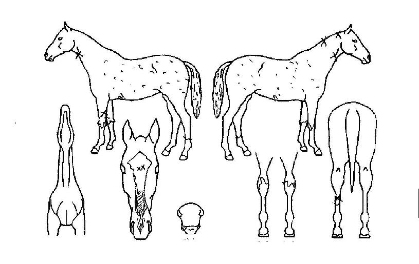 ºÒ°î»êÀÇ Ãø¸é,¿ì¸é,µÞ¸é,µÎ»ó,´Ù¸®ÀÇ Æ¯Â¡µµÇØ