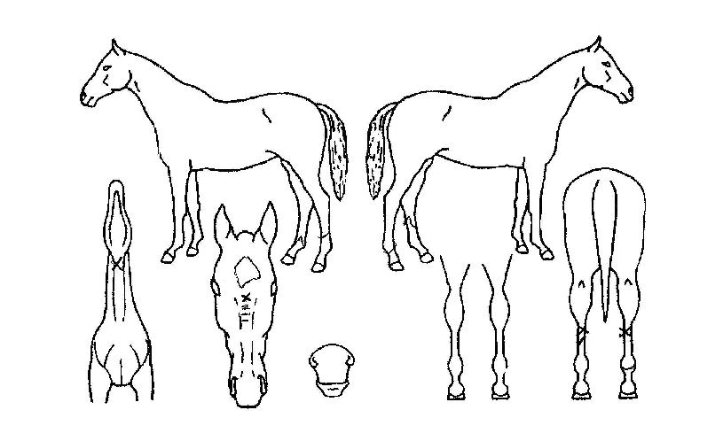 Å©¶ó¿îź»ýÀÇ Ãø¸é,¿ì¸é,µÞ¸é,µÎ»ó,´Ù¸®ÀÇ Æ¯Â¡µµÇØ