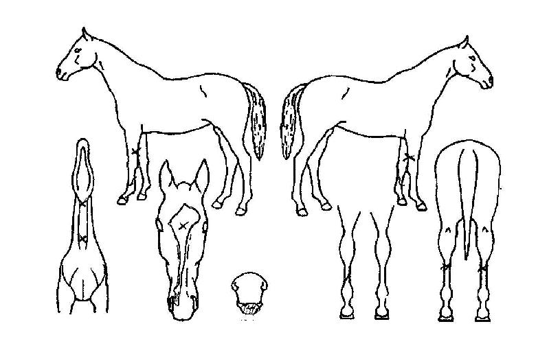 õ±º½Ã´ëÀÇ Ãø¸é,¿ì¸é,µÞ¸é,µÎ»ó,´Ù¸®ÀÇ Æ¯Â¡µµÇØ