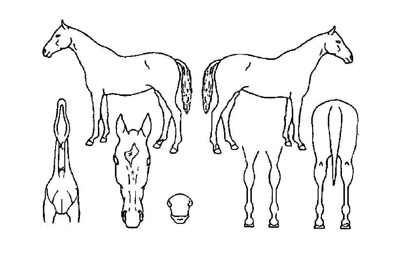 ¿µ¿õÀü»çÀÚ¸¶ÀÇ Ãø¸é,¿ì¸é,µÞ¸é,µÎ»ó,´Ù¸®ÀÇ Æ¯Â¡µµÇØ