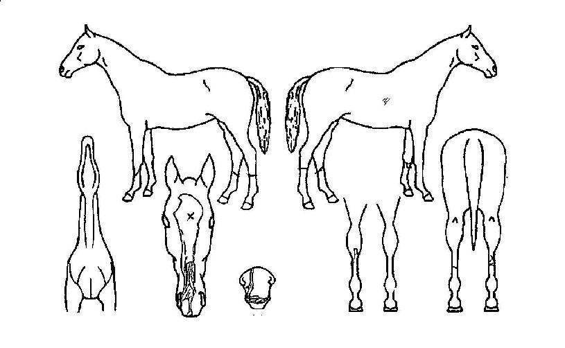 ũ������ȣũ�� ����,���,�޸�,�λ�,�ٸ��� Ư¡����