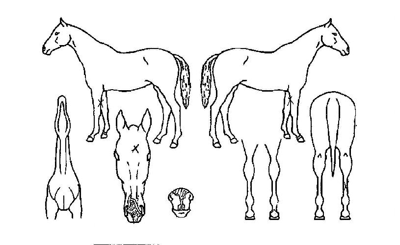 ����̾������� ����,���,�޸�,�λ�,�ٸ��� Ư¡����