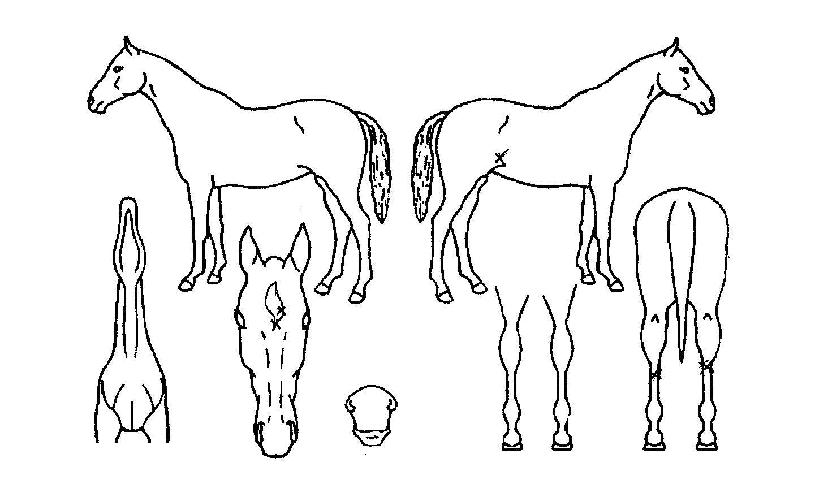 ����ȣũ�� ����,���,�޸�,�λ�,�ٸ��� Ư¡����