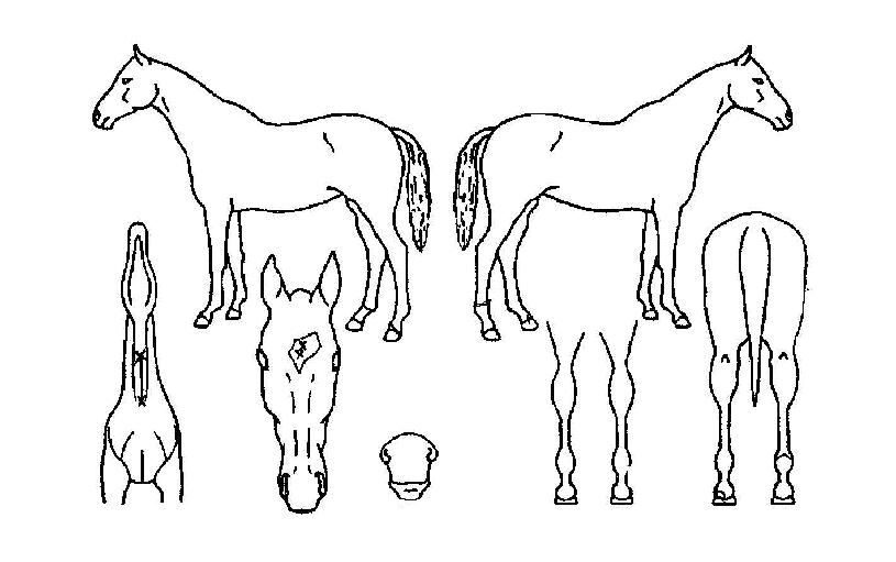 �ǹ�Ʈ������ ����,���,�޸�,�λ�,�ٸ��� Ư¡����