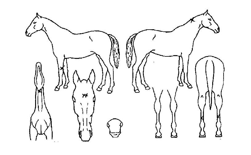 ����Ʈ����� ����,���,�޸�,�λ�,�ٸ��� Ư¡����