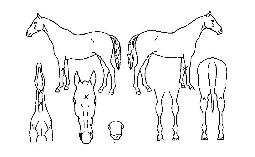 Çູ¹ÙÀÌ·¯½ºÀÇ Ãø¸é,¿ì¸é,µÞ¸é,µÎ»ó,´Ù¸®ÀÇ Æ¯Â¡µµÇØ