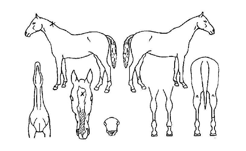 ��ǳ�� ����,���,�޸�,�λ�,�ٸ��� Ư¡����