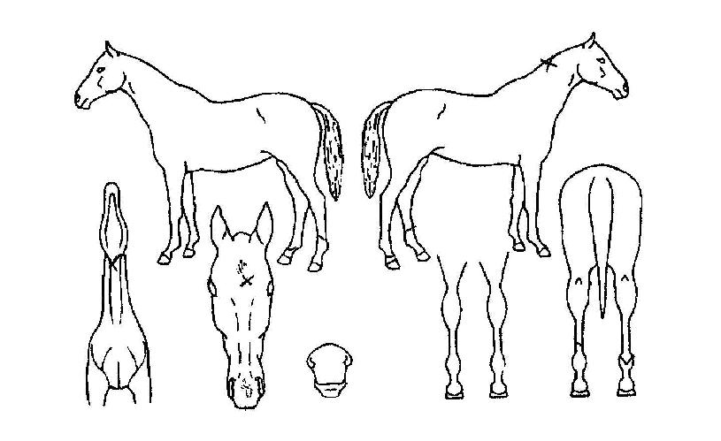 �����ǿ����� ����,���,�޸�,�λ�,�ٸ��� Ư¡����