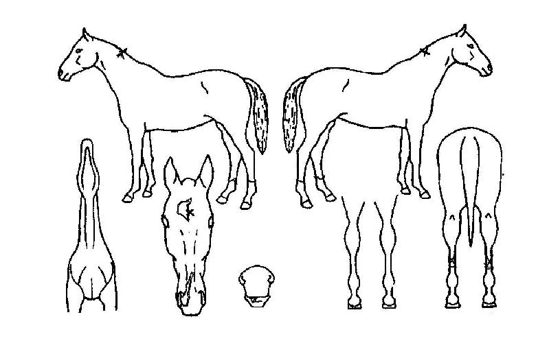 µëÁ÷ÇÑÀÇ Ãø¸é,¿ì¸é,µÞ¸é,µÎ»ó,´Ù¸®ÀÇ Æ¯Â¡µµÇØ