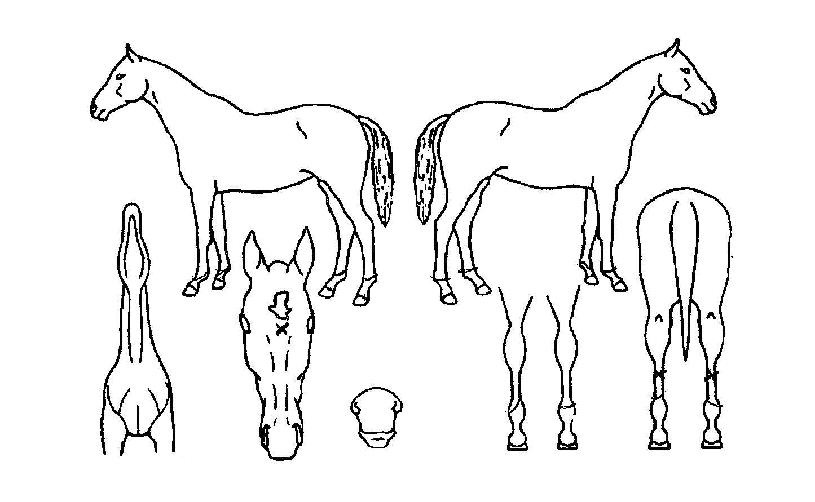 ¹ë¸®À§³ÊÀÇ Ãø¸é,¿ì¸é,µÞ¸é,µÎ»ó,´Ù¸®ÀÇ Æ¯Â¡µµÇØ