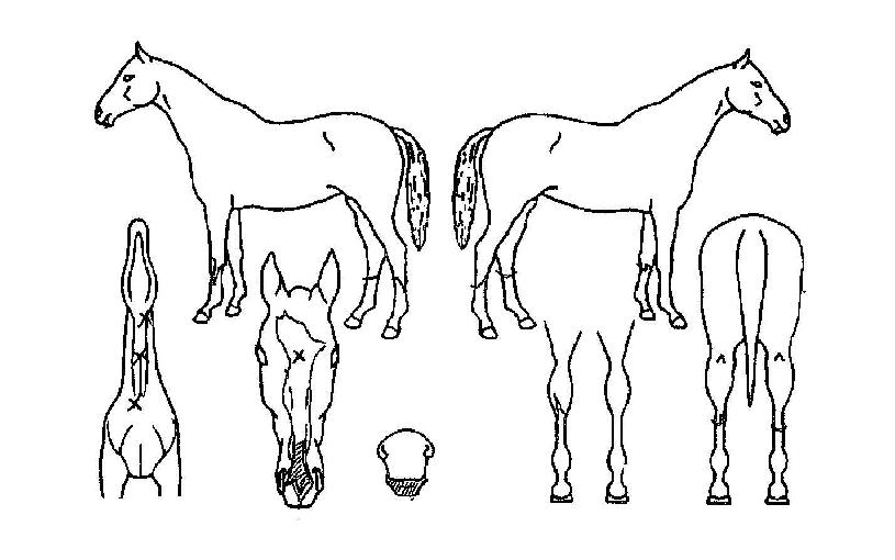 ¼±´õÀ§³ÊÀÇ Ãø¸é,¿ì¸é,µÞ¸é,µÎ»ó,´Ù¸®ÀÇ Æ¯Â¡µµÇØ