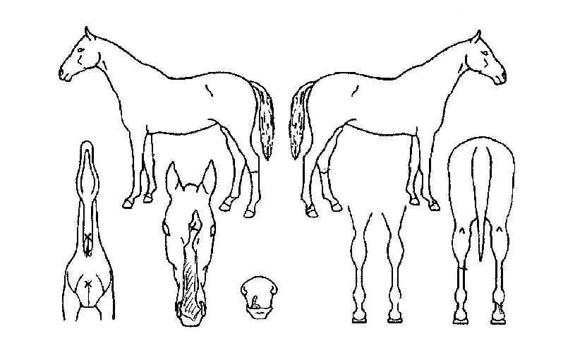 ûÀÏžçÀÇ Ãø¸é,¿ì¸é,µÞ¸é,µÎ»ó,´Ù¸®ÀÇ Æ¯Â¡µµÇØ