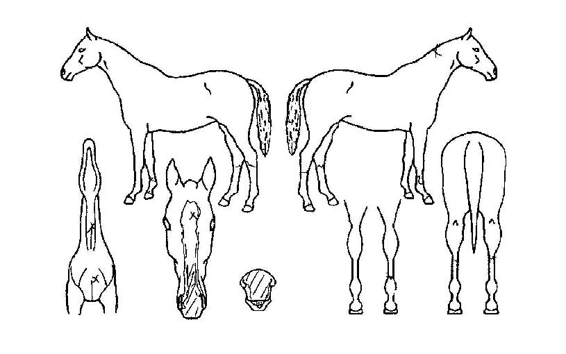 °è¸²ÀǰøÁÖÀÇ Ãø¸é,¿ì¸é,µÞ¸é,µÎ»ó,´Ù¸®ÀÇ Æ¯Â¡µµÇØ