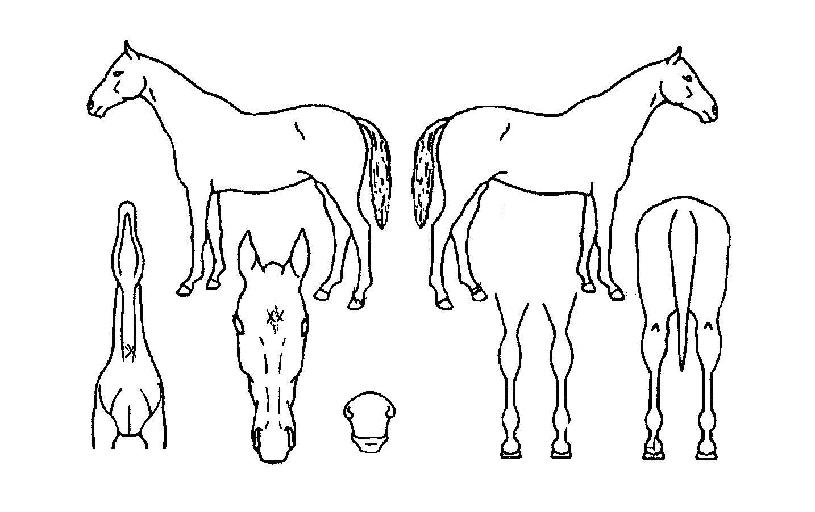 ºñ¿£Åä°¶·¯ÆÛÀÇ Ãø¸é,¿ì¸é,µÞ¸é,µÎ»ó,´Ù¸®ÀÇ Æ¯Â¡µµÇØ