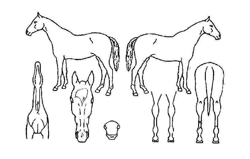 ��ڽ¸��� ����,���,�޸�,�λ�,�ٸ��� Ư¡����