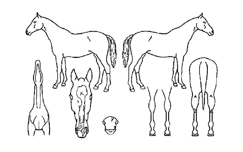 ÄáÄÚ¸£µð¾ÆÀÇ Ãø¸é,¿ì¸é,µÞ¸é,µÎ»ó,´Ù¸®ÀÇ Æ¯Â¡µµÇØ