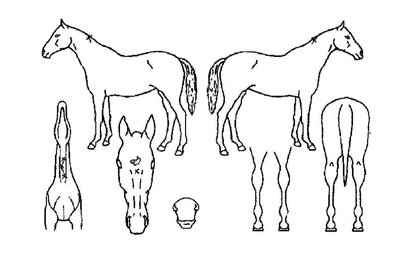 ¸¶¿ìÀ̺òÅÍÀÇ Ãø¸é,¿ì¸é,µÞ¸é,µÎ»ó,´Ù¸®ÀÇ Æ¯Â¡µµÇØ