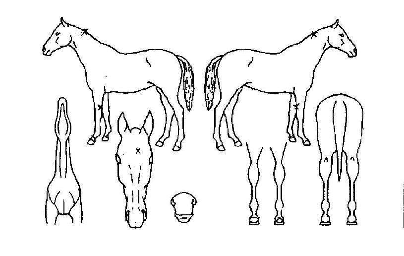 ÇØÁ¦¿©Á¦ÀÇ Ãø¸é,¿ì¸é,µÞ¸é,µÎ»ó,´Ù¸®ÀÇ Æ¯Â¡µµÇØ