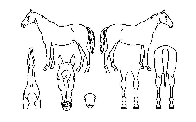 �����ũ�� ����,���,�޸�,�λ�,�ٸ��� Ư¡����