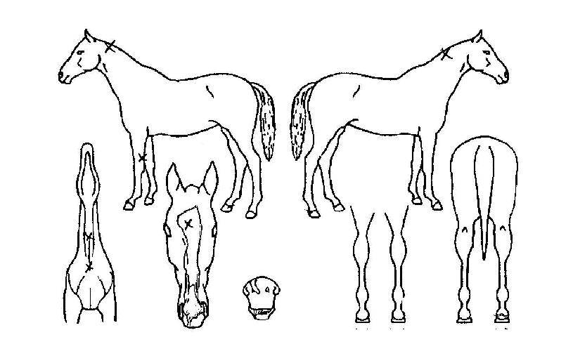 ´ÙÀ̳ªÁîÅ·ÀÇ Ãø¸é,¿ì¸é,µÞ¸é,µÎ»ó,´Ù¸®ÀÇ Æ¯Â¡µµÇØ