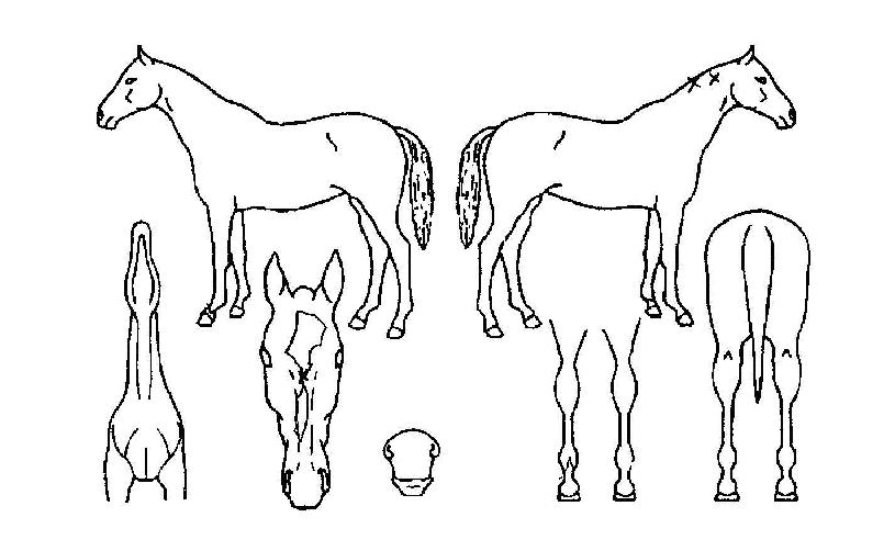 �ʲ��� ����,���,�޸�,�λ�,�ٸ��� Ư¡����