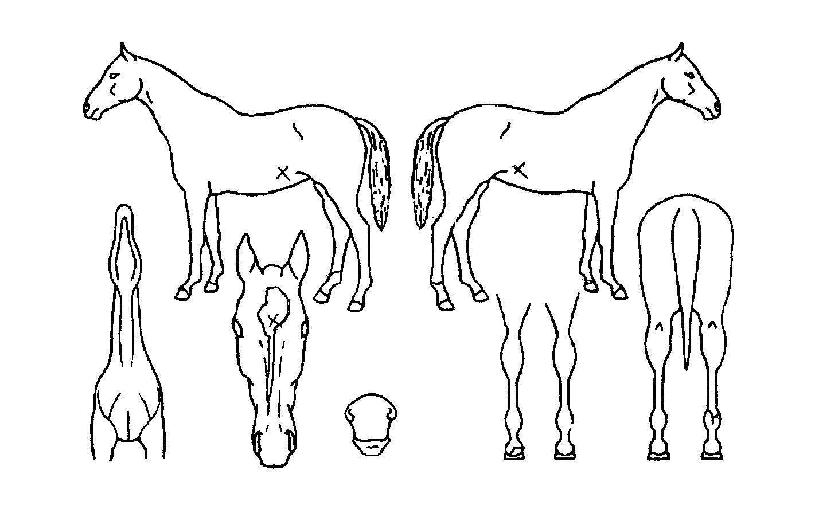 ������Ƽ���� ����,���,�޸�,�λ�,�ٸ��� Ư¡����