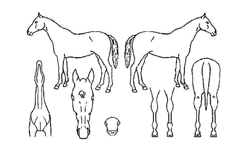 ����¡�۽�Ʈ�� ����,���,�޸�,�λ�,�ٸ��� Ư¡����