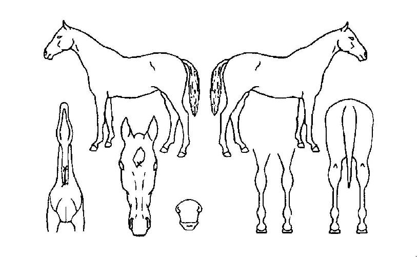 ¹Ù³íÈÄ¿¹ÀÇ Ãø¸é,¿ì¸é,µÞ¸é,µÎ»ó,´Ù¸®ÀÇ Æ¯Â¡µµÇØ