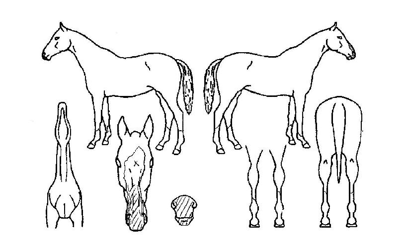 »÷µð»è½ºÀÇ Ãø¸é,¿ì¸é,µÞ¸é,µÎ»ó,´Ù¸®ÀÇ Æ¯Â¡µµÇØ