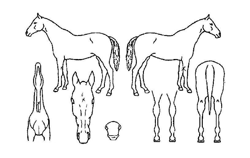 õ������ ����,���,�޸�,�λ�,�ٸ��� Ư¡����