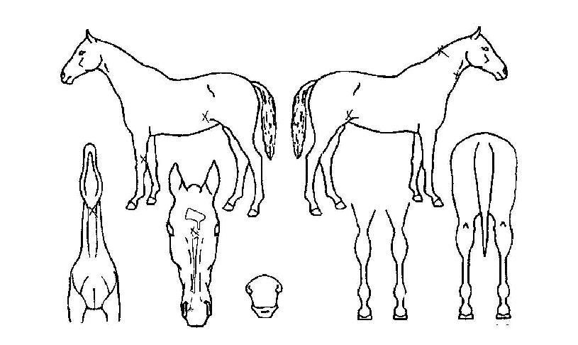 ����̾߱��� ����,���,�޸�,�λ�,�ٸ��� Ư¡����