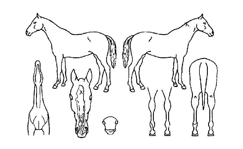 ´õºíŬ¸¯ÀÇ Ãø¸é,¿ì¸é,µÞ¸é,µÎ»ó,´Ù¸®ÀÇ Æ¯Â¡µµÇØ